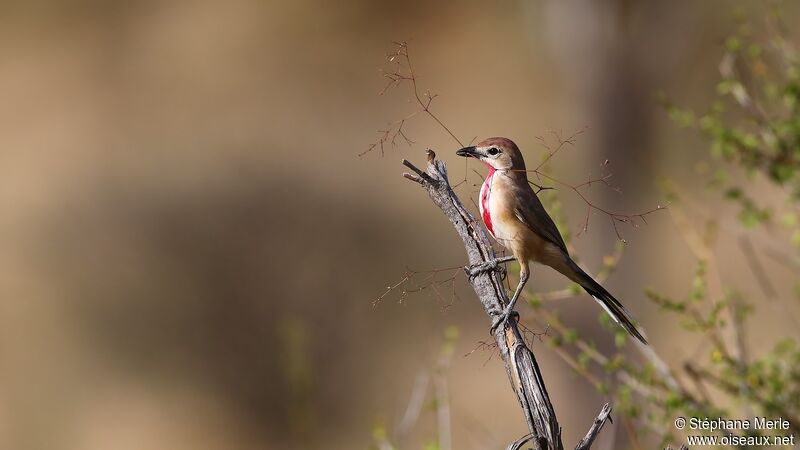 Rosy-patched Bushshrike male