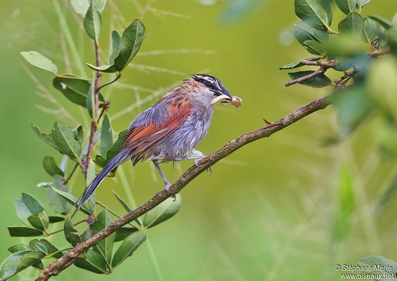 Black-crowned Tchagraadult