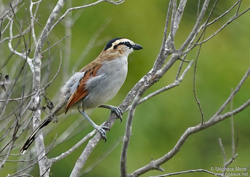 Black-crowned Tchagraadult