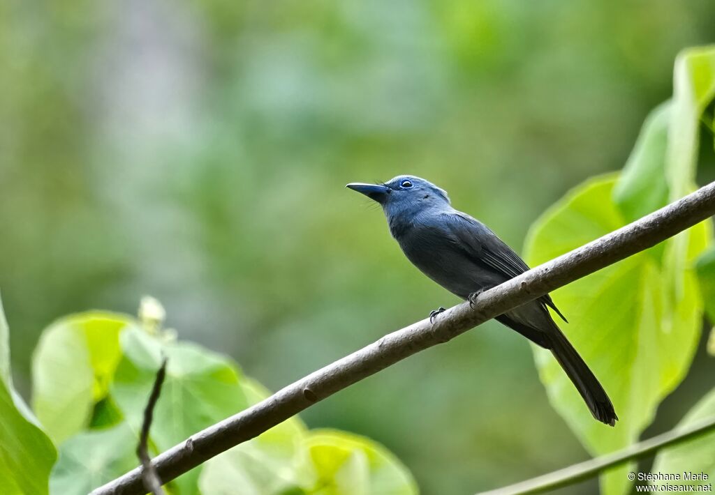 Tchitrec de Palawan mâle adulte