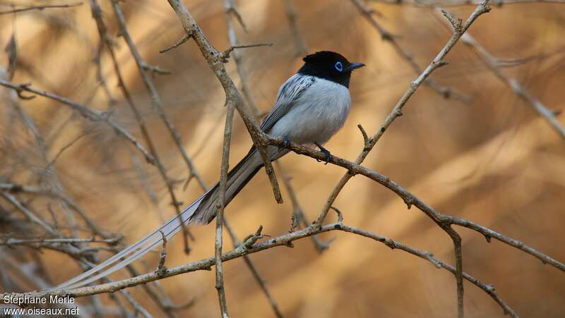 Malagasy Paradise Flycatcher male adult breeding, identification