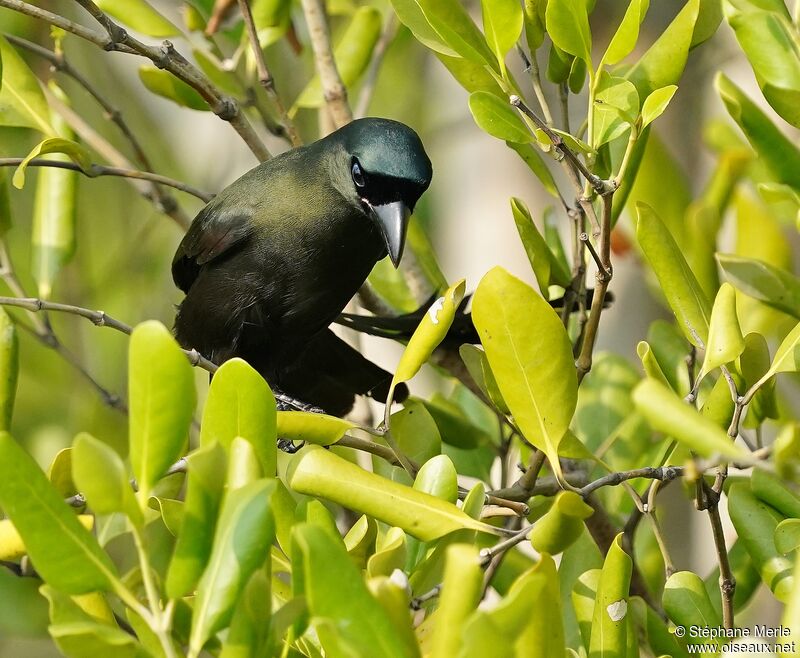 Racket-tailed Treepieadult