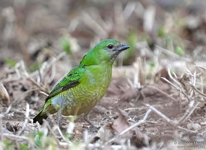 Tersine hirondelle femelle adulte