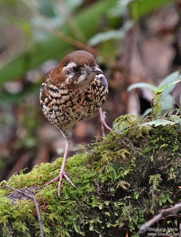 Cryptic Antthrush