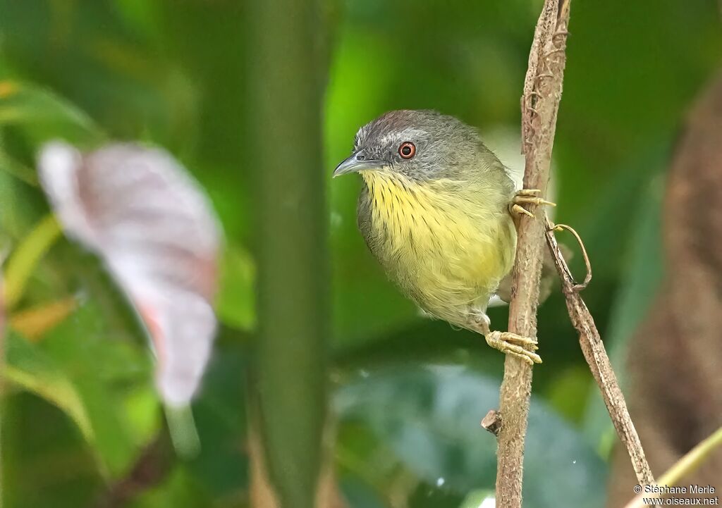Pin-striped Tit-Babbler