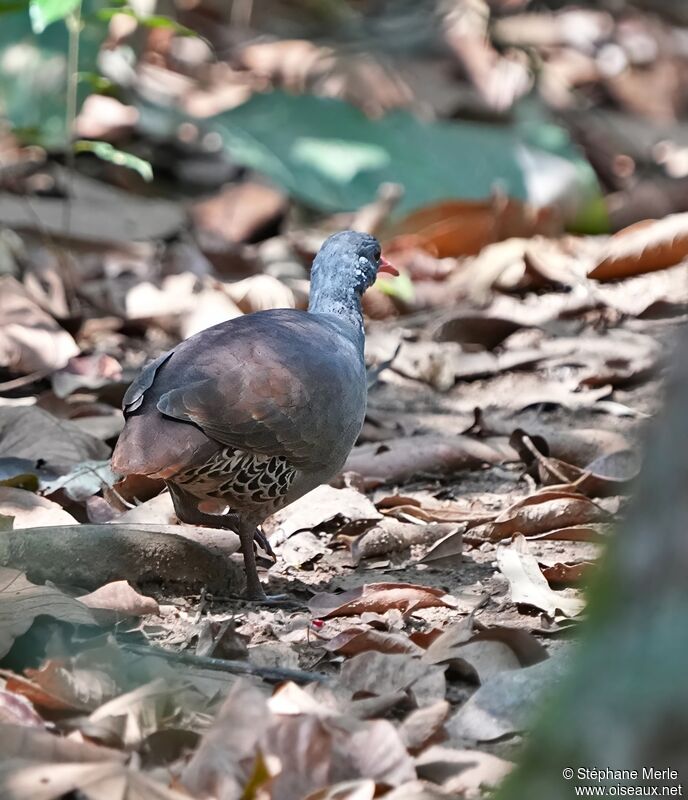 Tinamou à petit bec