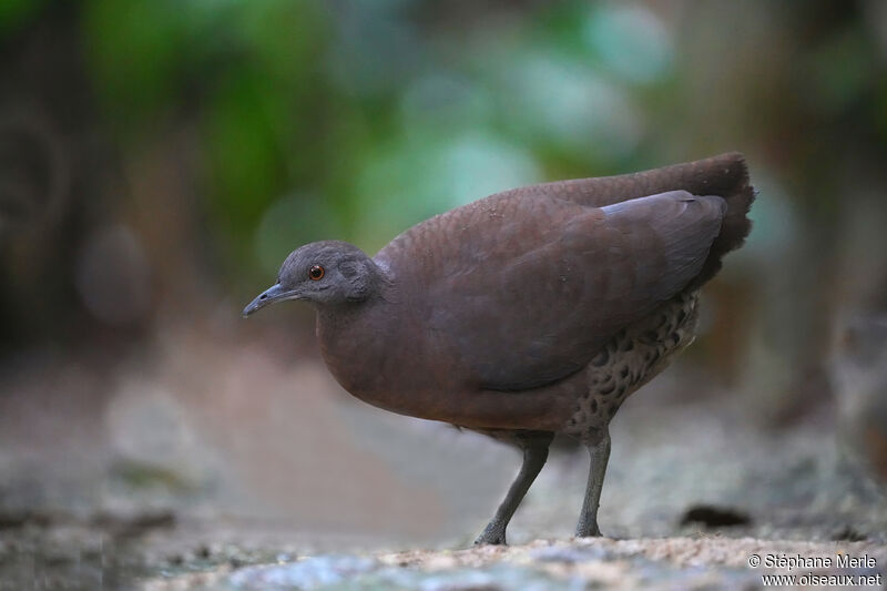 Tinamou brunadulte