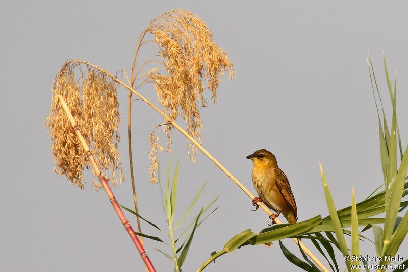 Southern Brown-throated Weaver female adult