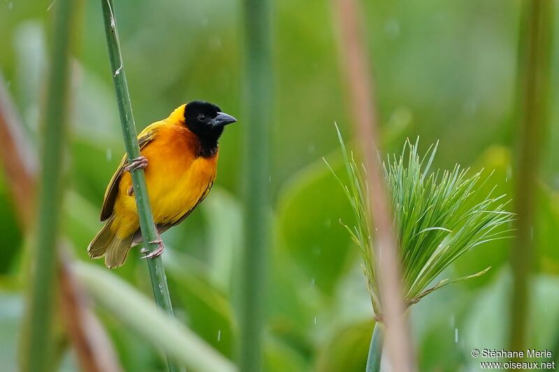 Black-headed Weaver male