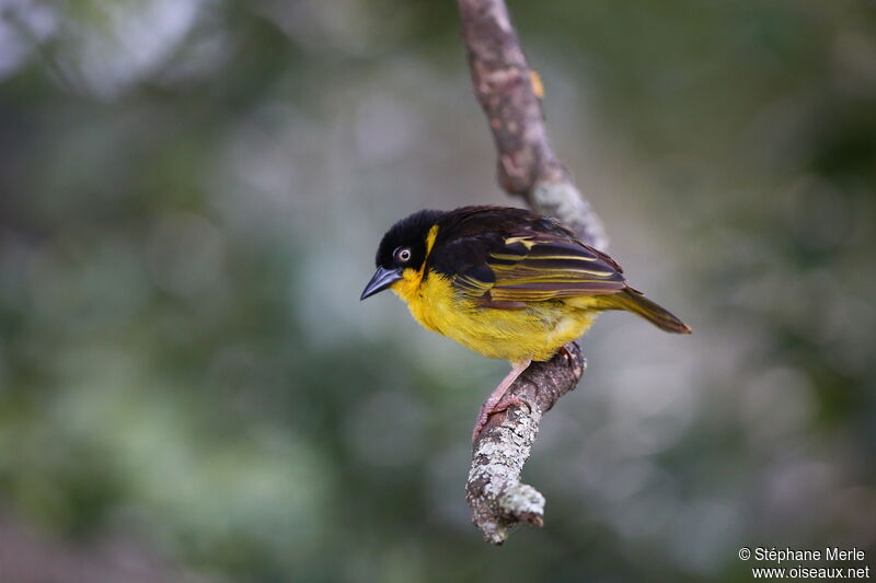 Baglafecht Weaver female adult