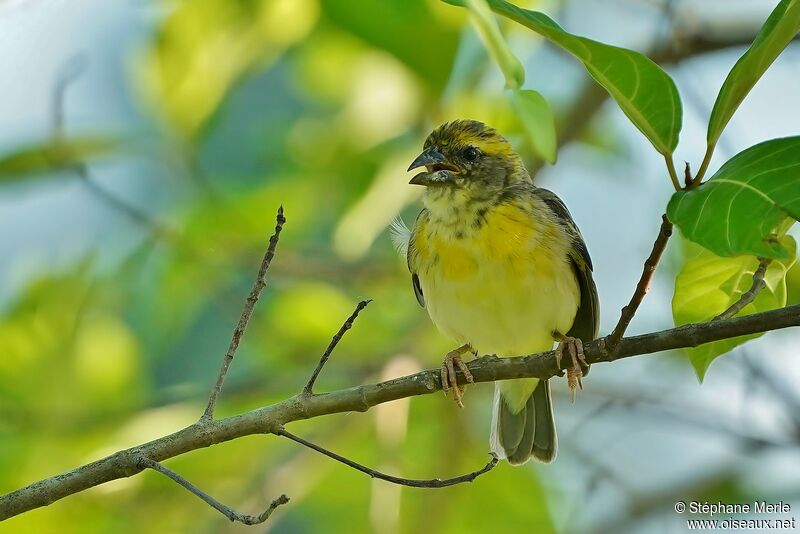 Baya Weaver male adult