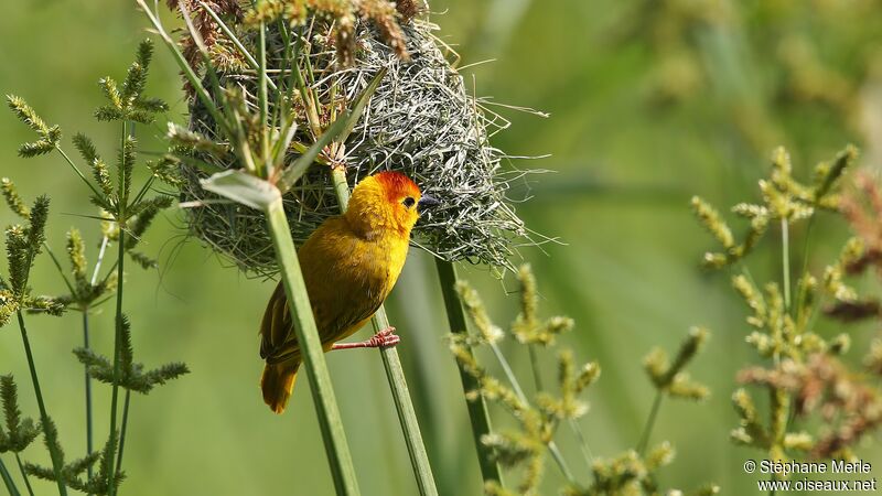 Taveta Weaveradult breeding