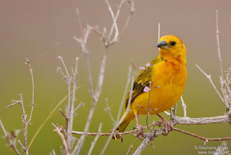 Taveta Weaver male adult