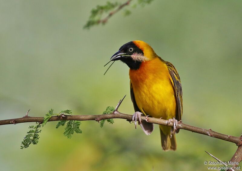 Lesser Masked Weaver male adult breeding