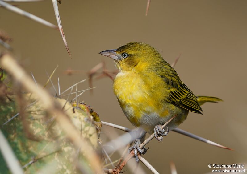 Lesser Masked Weaver female adult