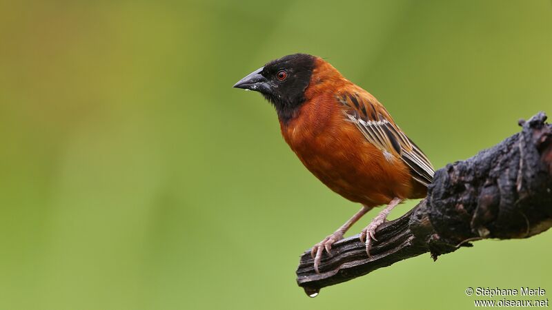 Chestnut Weaver male adult breeding