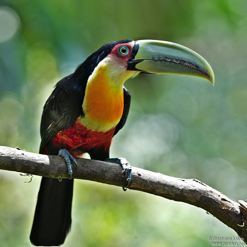 Toucan à ventre rougeadulte