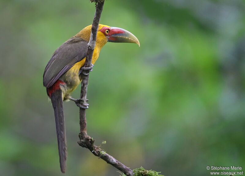 Toucan de Baillonadulte