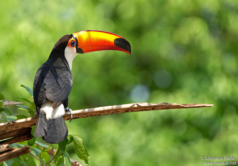 Toucan tocoadulte