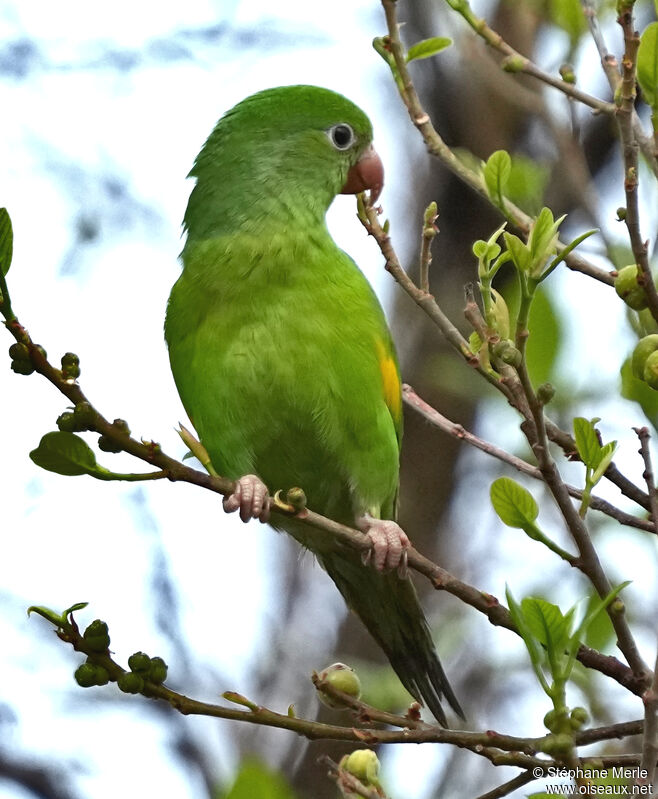 Toui à ailes jaunesadulte