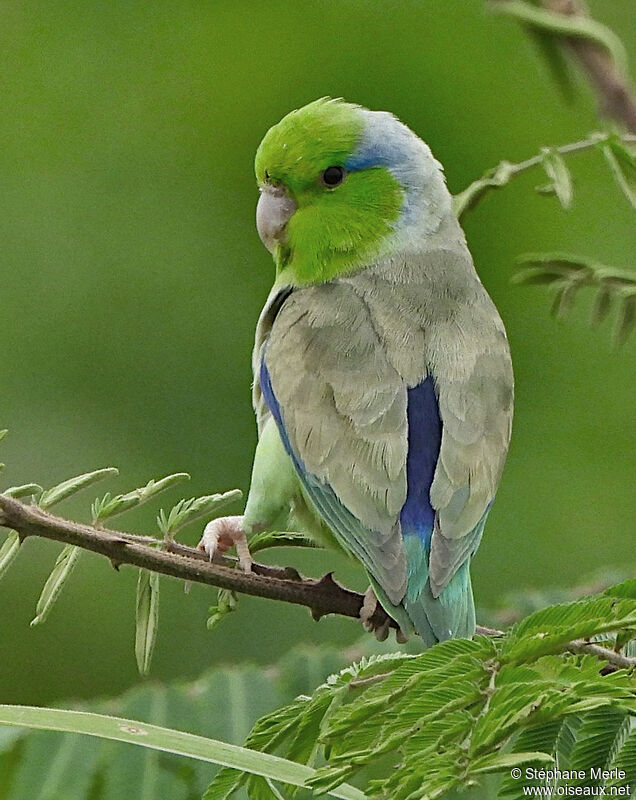 Pacific Parrotletadult