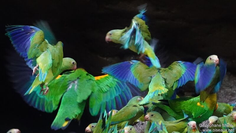 Cobalt-winged Parakeet