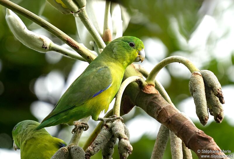 Cobalt-rumped Parrotletadult