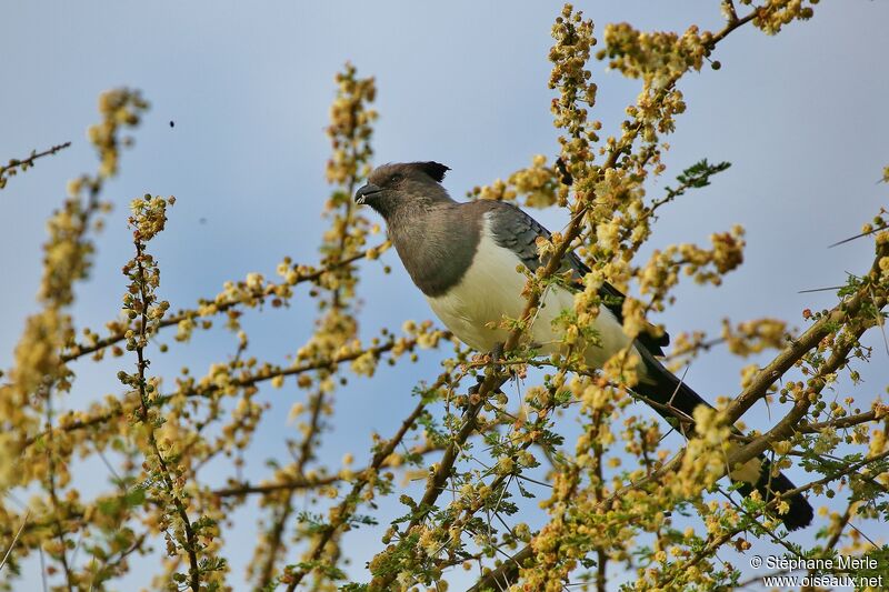 White-bellied Go-away-birdadult