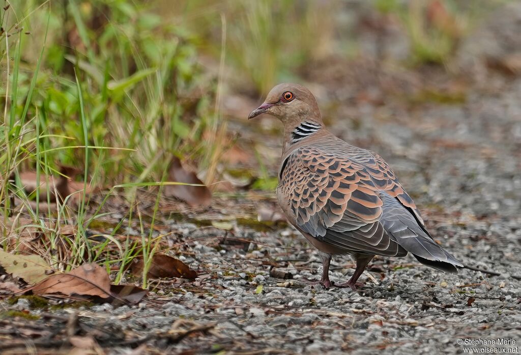Tourterelle orientaleadulte