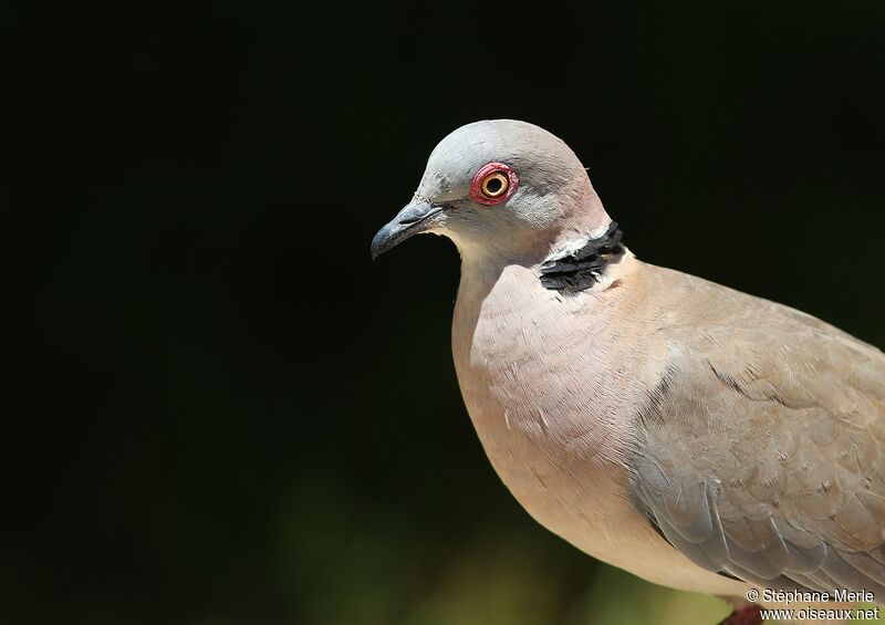 Mourning Collared Doveadult