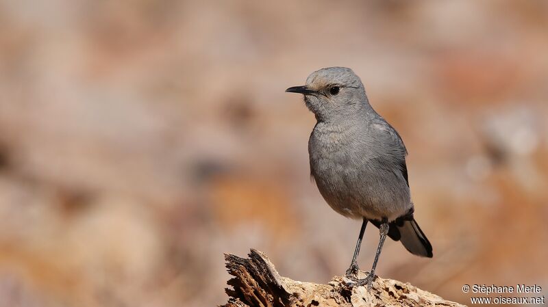 Mountain Wheatear male adult