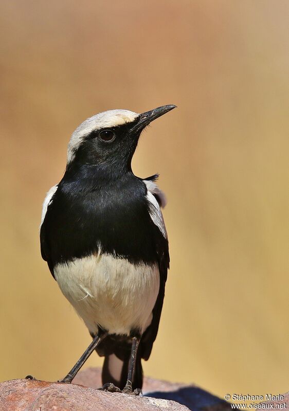 Mountain Wheatear male adult