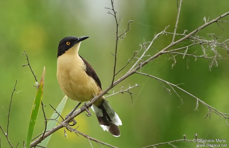 Black-capped Donacobiusadult