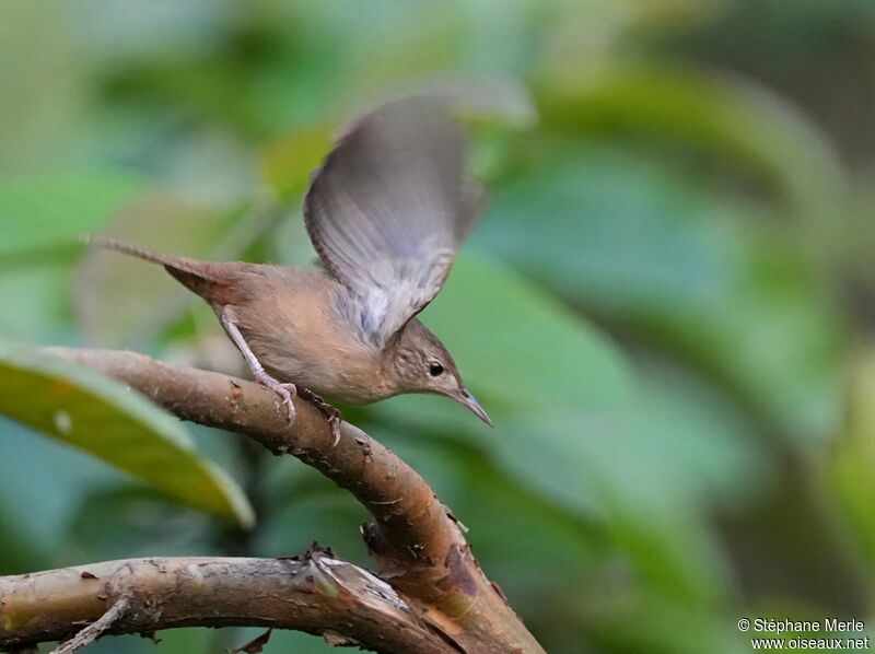 Southern House Wren