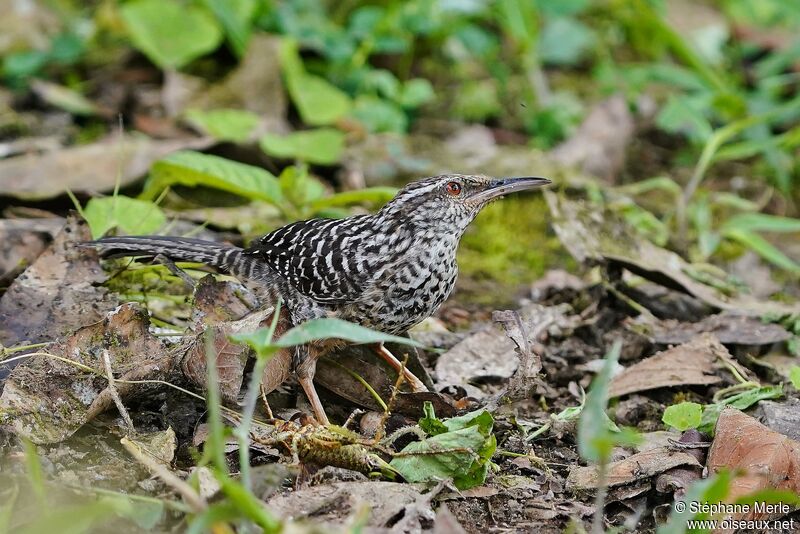 Band-backed Wren