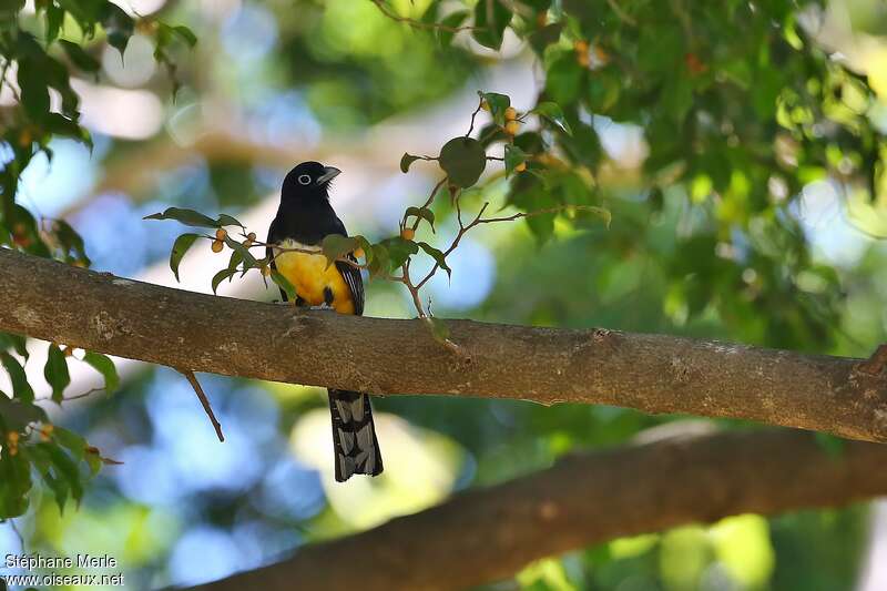 Black-headed Trogon male adult, habitat