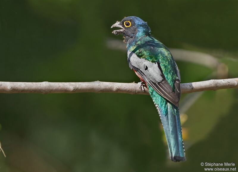 Blue-crowned Trogon male adult