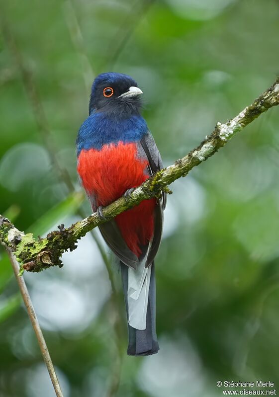 Trogon surucua mâle adulte