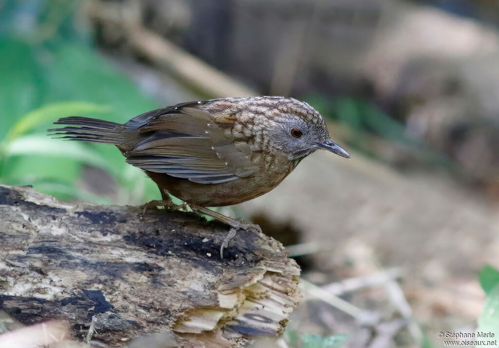 Streaked Wren-Babbler