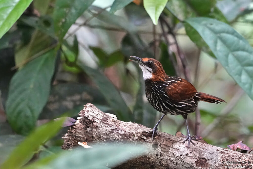 Turdinule de Palawanadulte