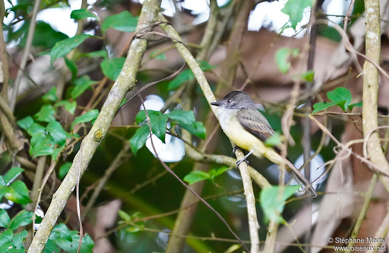 Great Crested Flycatcher