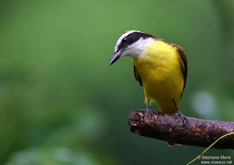 Great Kiskadee