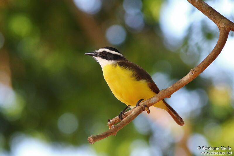 Great Kiskadee