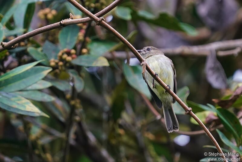 Ecuadorian Tyrannulet