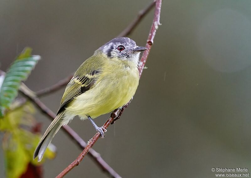 Marble-faced Bristle Tyrantadult