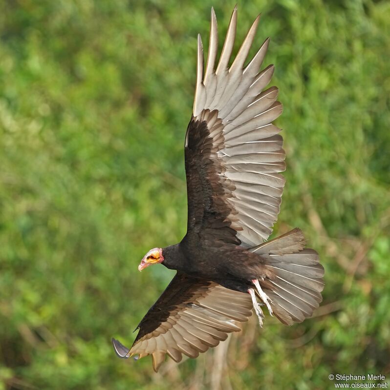 Lesser Yellow-headed Vultureadult