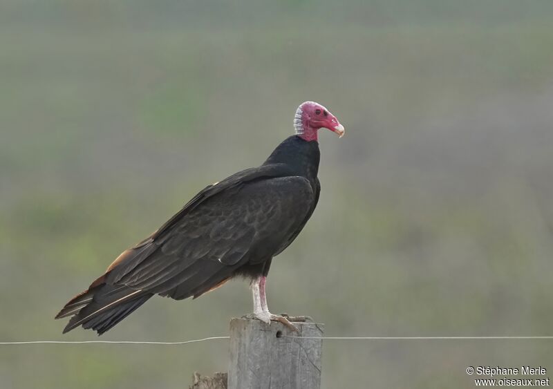 Urubu à tête rouge