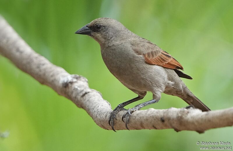 Greyish Baywingadult