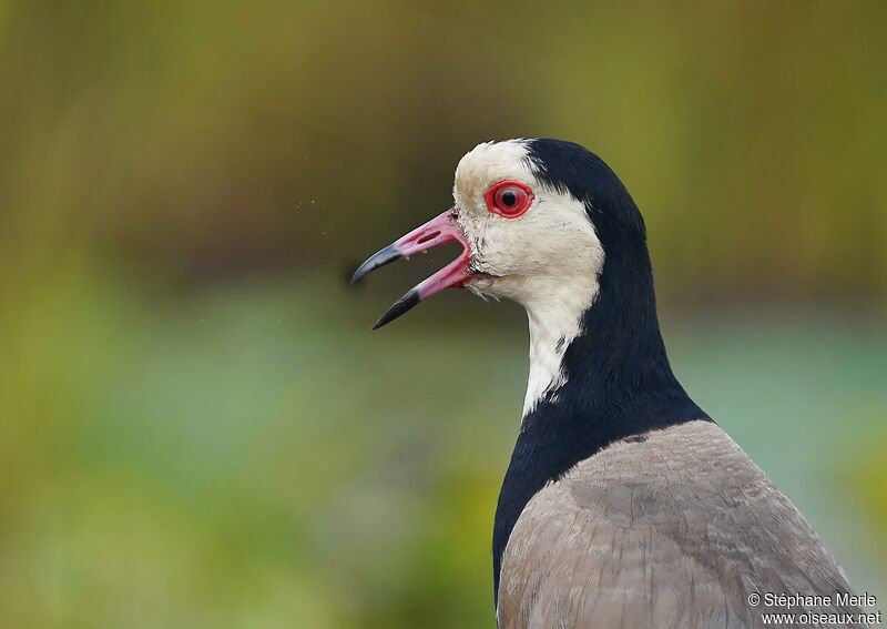 Vanneau à ailes blanches