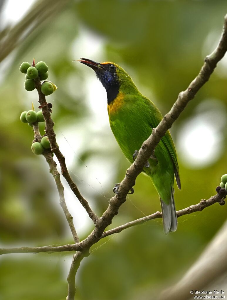Golden-fronted Leafbird